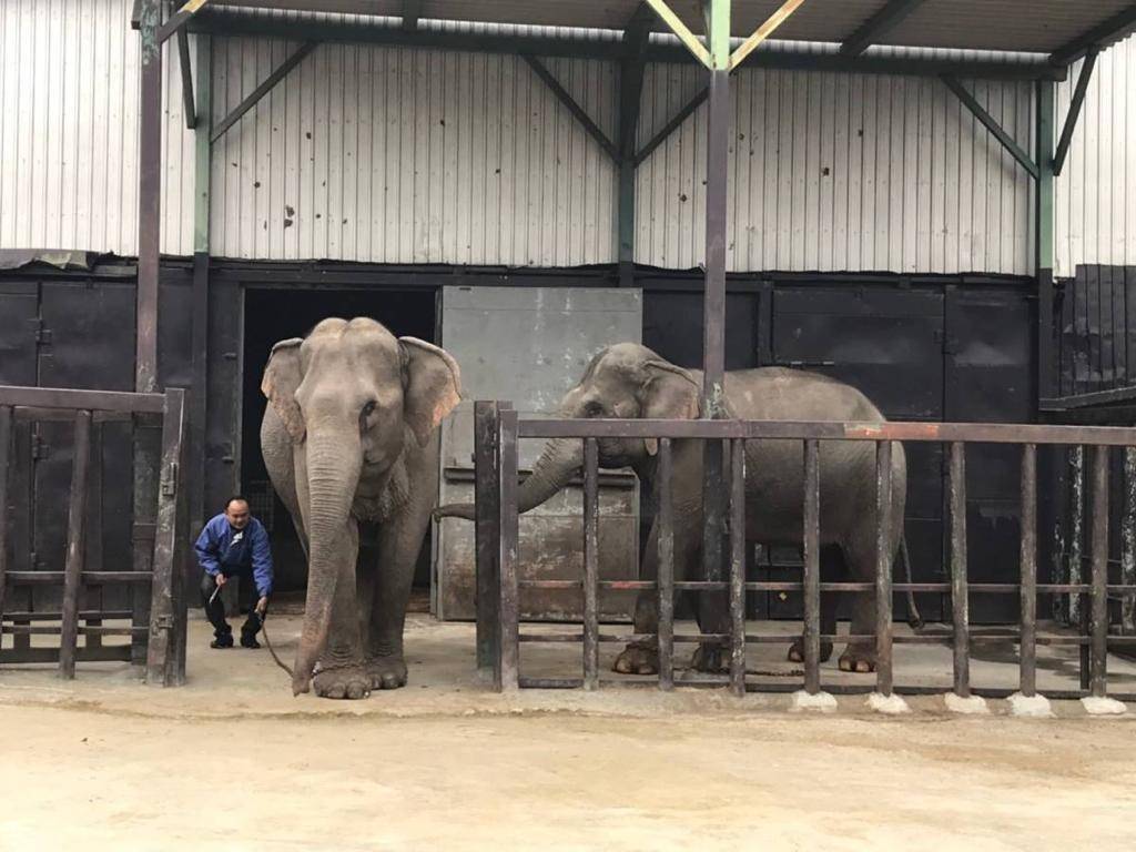 Animal Insurance.jpeg